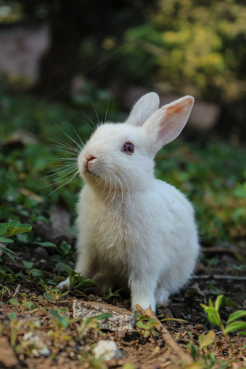 Cute bunny